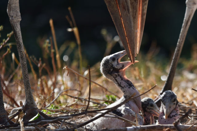 月1日,记者从深圳野生动物园获悉,该园自然孵化出壳的3只非洲秃鹳宝宝