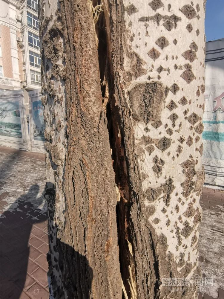 咋回事这条街上的大树从头到脚一条缝全朝南奇怪的知识增加了