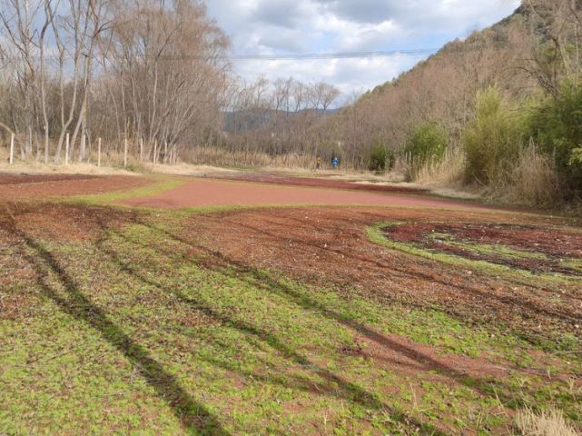 我们走进阿子营街道,乐走牧羊河上段,邂逅甸头村湿地,惊喜连连,美哉