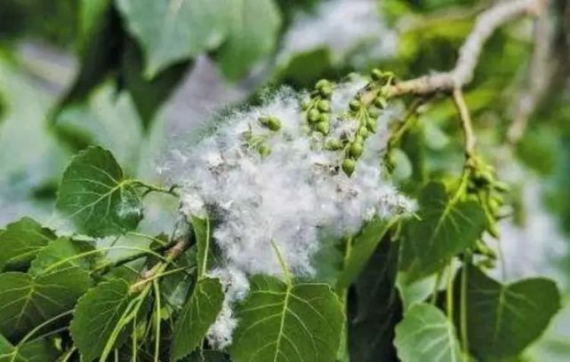 长的枝条两三年之内它结出来的毛球会非常小,不会脱落造成的飞絮问题