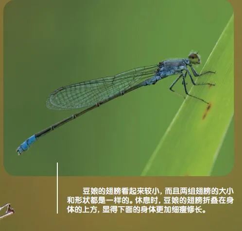 蜻蜓和豆娘,如何来分辨?
