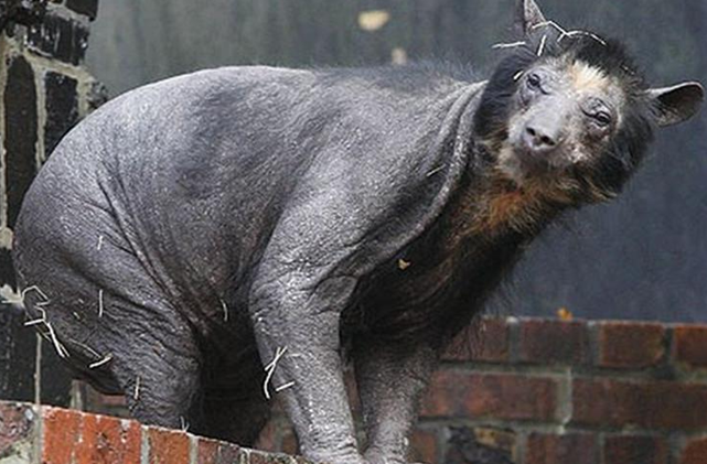 切尔诺贝利核泄漏后,彻底变成"鬼城",附近的老鼠跟猪仔一样大_腾讯