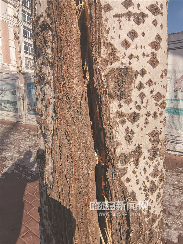 日前,有读者反映,征仪路道路两旁的不少杨树树干开裂,而且长长的裂纹