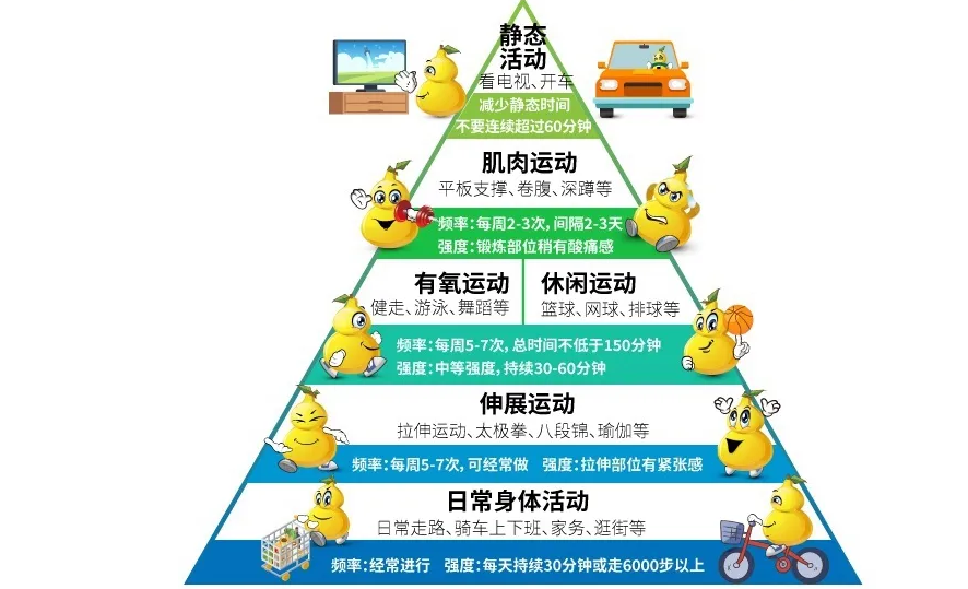 第一层:在日常生活中人体主题活动第一层是金字塔式的塔基,最基本的一