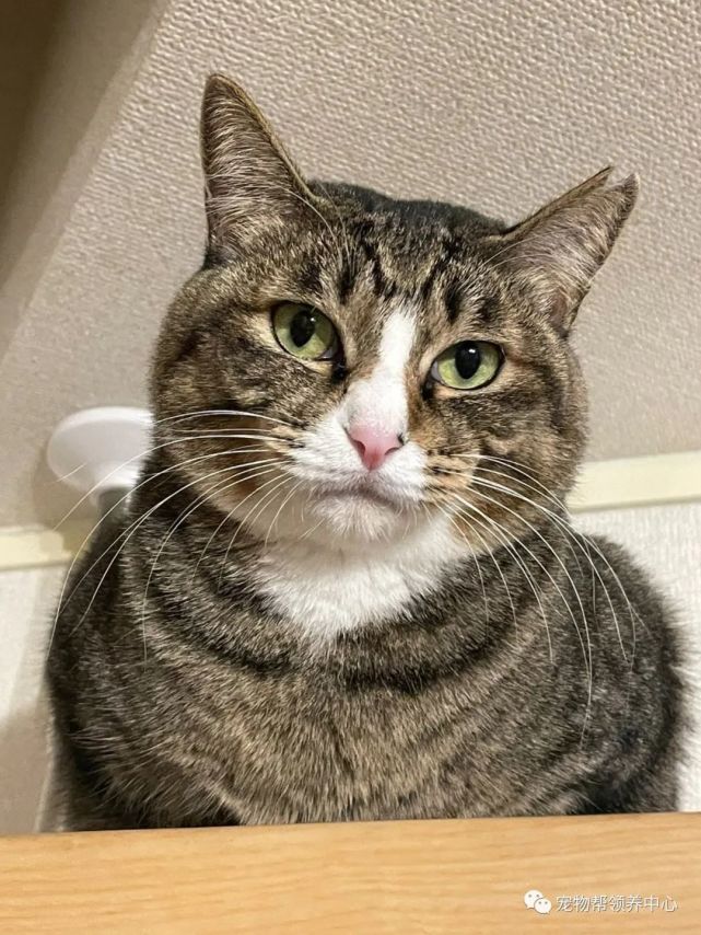 狸花猫怕玩具娃娃着凉,日日叼去晒太阳,爱心爆棚背后却有悲伤故事