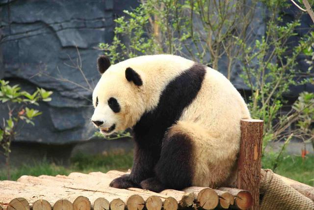 河南一個小縣城的動物園,卻有2只大熊貓,連鄭州都沒有