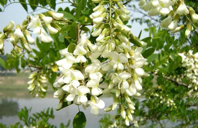 槐花好吃难保存,新鲜槐花别焯水,一年四季随时吃,照样鲜嫩美味