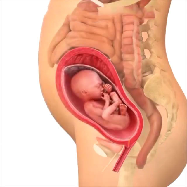 怀孕40周过程图图片