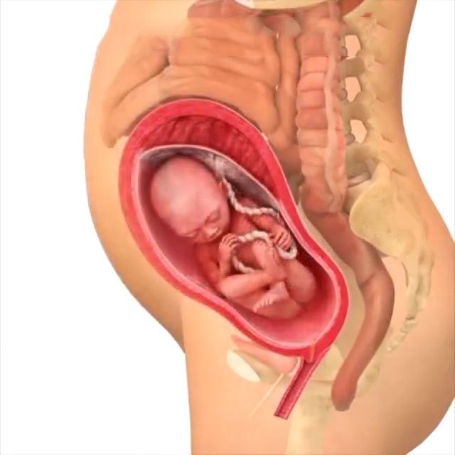 怀孕27周正常胎位图图片