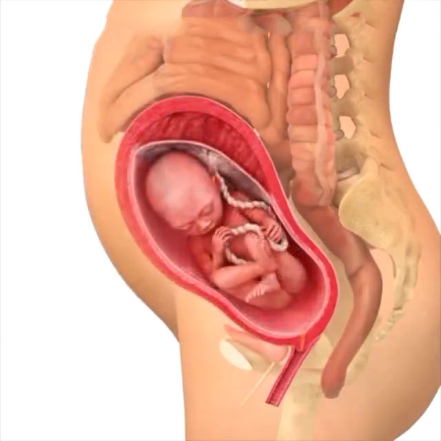 孕期40周胎儿生长发育组图胎儿是这样一天天长大的