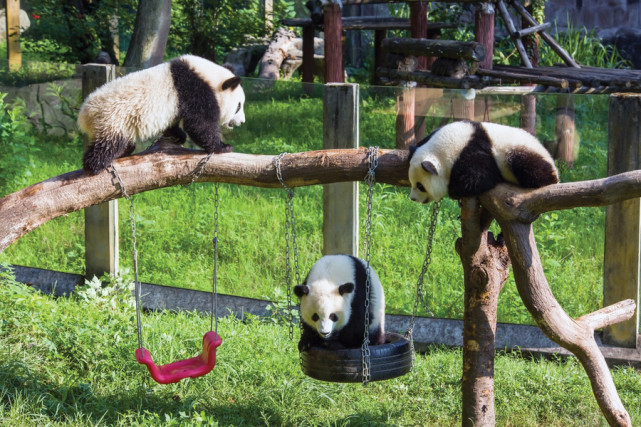 重庆动物园可爱的熊猫