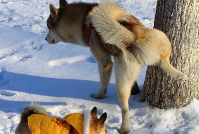 狗狗着凉会尿血吗