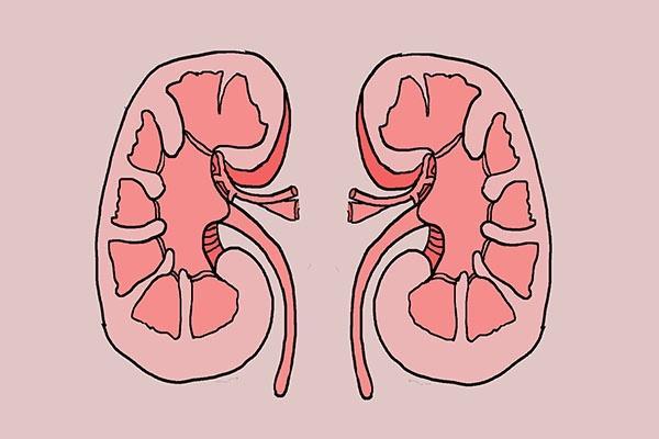 肾脏|肾脏健康的人，身体或会有四种表现，若你全占，恭喜你