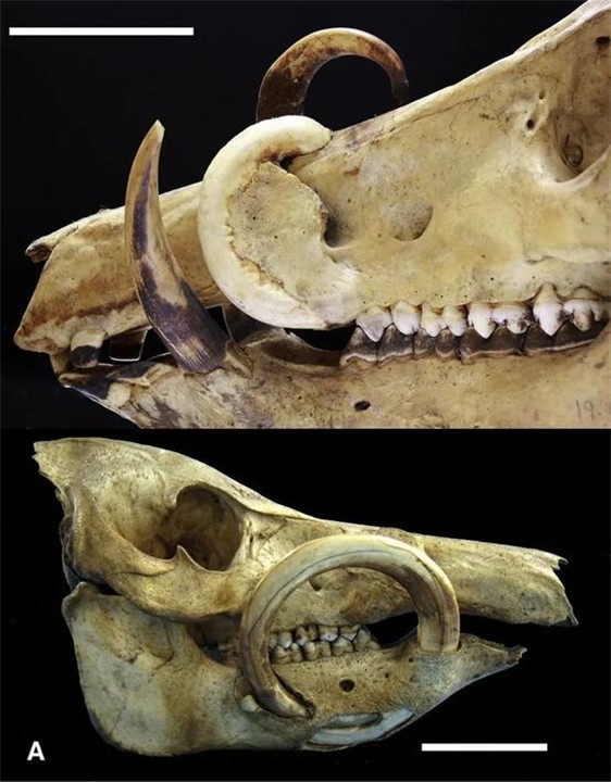 长出獠牙不为战斗,却会扎穿自己脑门,这种野猪让人心疼