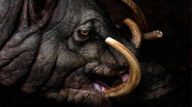 长出獠牙不为战斗,却会扎穿自己脑门,这种野猪让人心疼