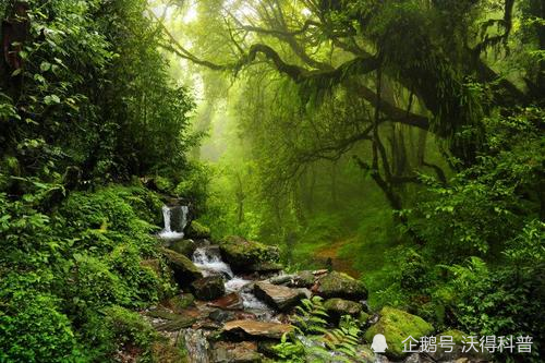 世界上最大的蛇,为何都空降热带雨林,这难道是巧合?