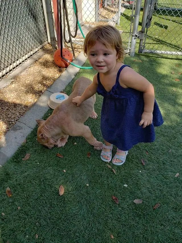 收容所濒死比特犬安乐死,两岁女娃一句话,从死神手里救回它!