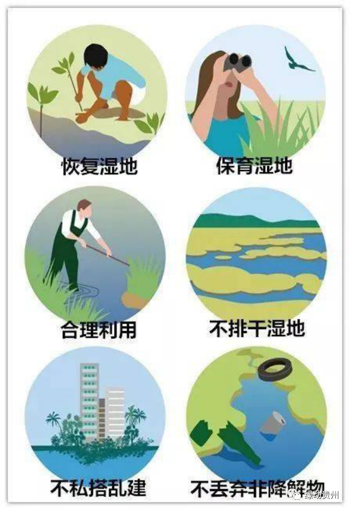 湿地有助于改善生存环境——湿地生物多样性关乎地球 如何保护湿地?