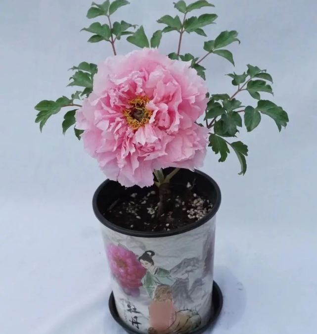 为什么牡丹不能送人(牡丹花为什么不能送人)