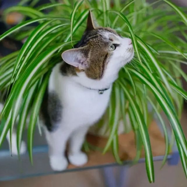 4种适合养猫家庭的植物 养猫养植物两不误 腾讯网