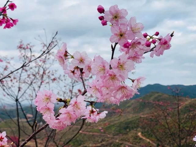 天气回暖,在主田镇大坝村两岸花博生态园里,经过九年种植,管理的樱花