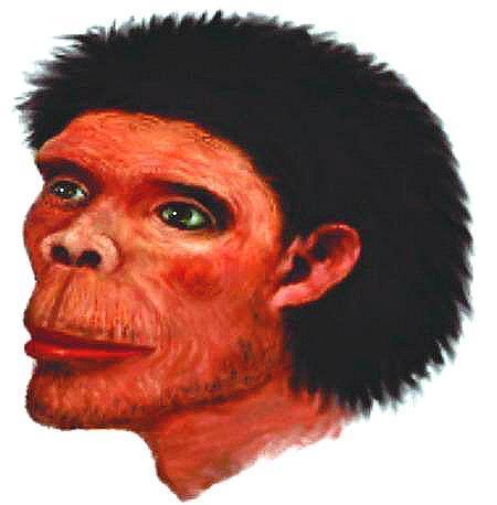 当今国际学术界将人类的发展定位四个阶段:第一阶段为腊玛古猿阶段;第