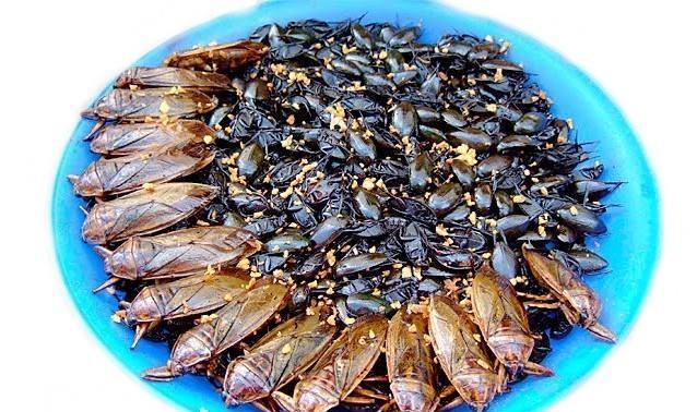 "打屁虫"是种什么昆虫?为什么有人高价收购呢?_腾讯新闻