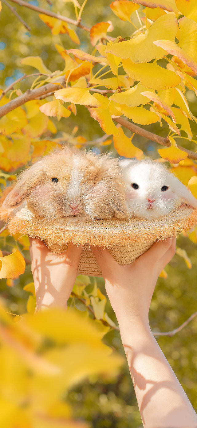 可爱兔兔壁纸近朱者赤近我者甜