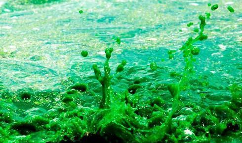 虽然蓝藻并没有细胞结构,但是它体内具有可以进行光合作用的酶,所以