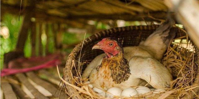 从科学的角度看鸡下蛋有什么意义