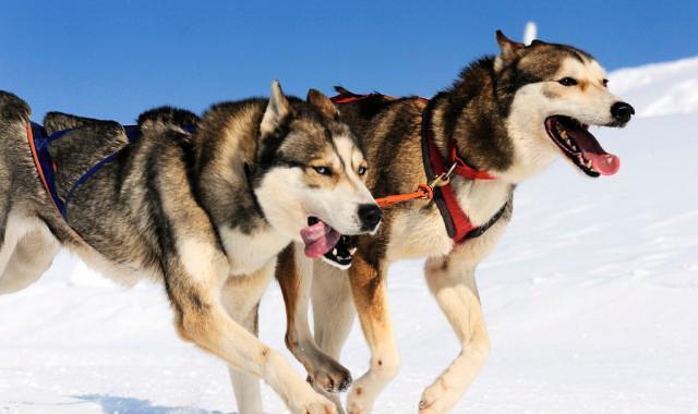 把哈士奇放到狼群中,它会不会就不"二"了呢?为什么?