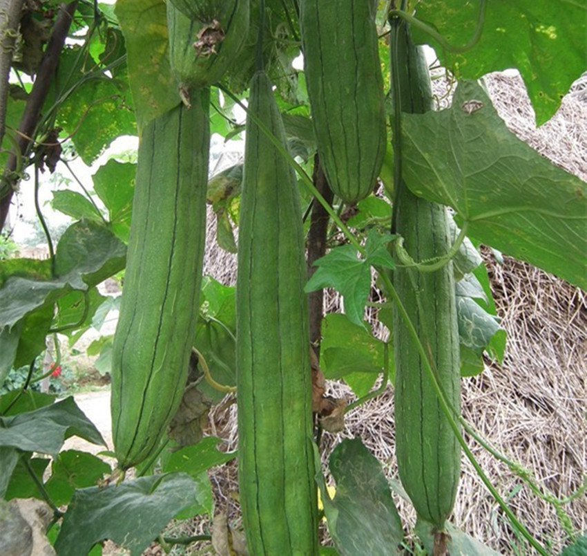 这位老大爷为什么只卖老丝瓜呢?