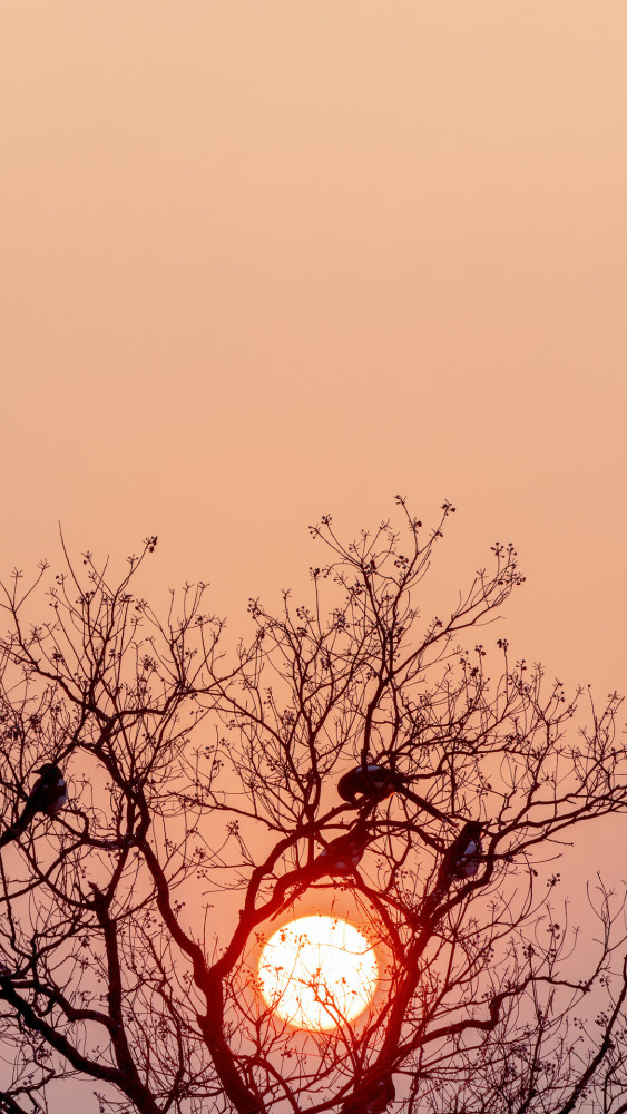 夕陽無限好只是近黃昏