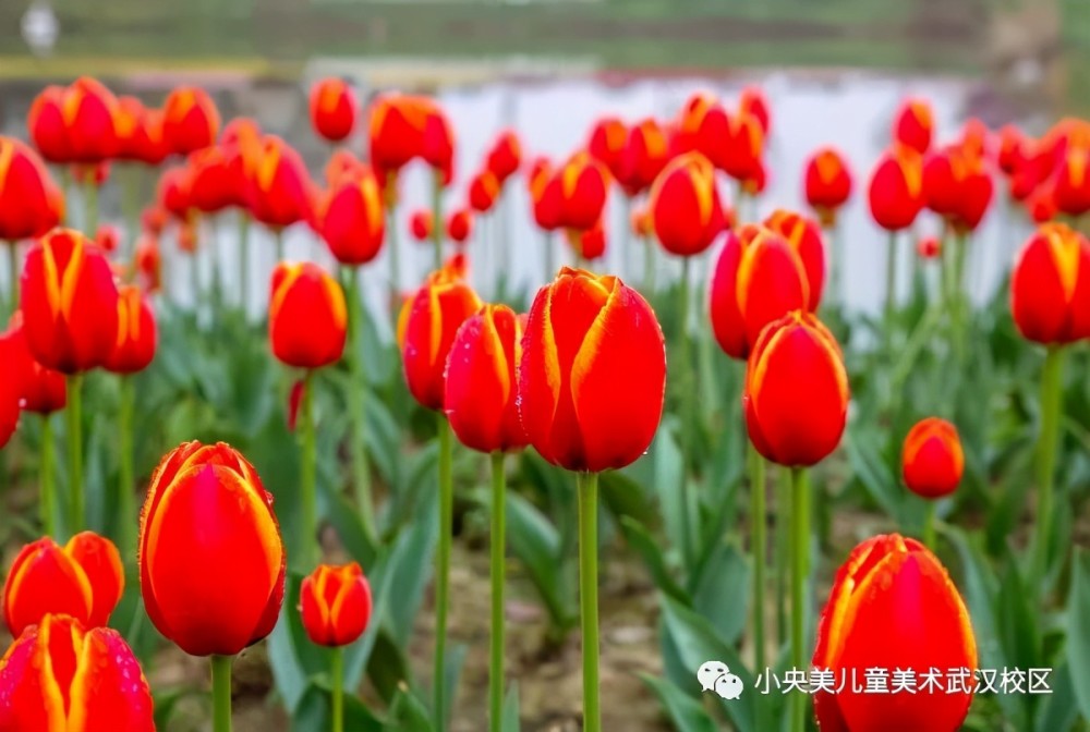 小央寶美術教育:小央寶寫生|打卡花博彙,伴你漫遊四季花海