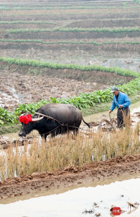 活动,每年"立春"之时,当地农民都要赶着头戴大红花的犍壮耕牛翻耕农田
