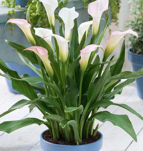 花色丰富淡雅高贵的马蹄莲花期超长是居家盆栽之佳品