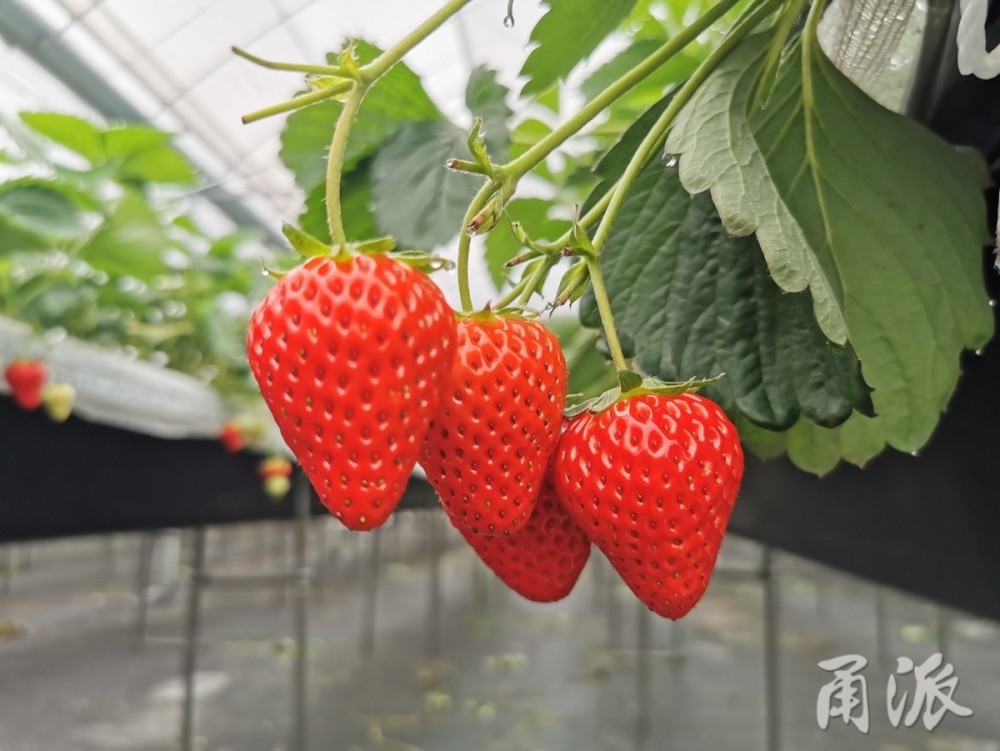 空中结优果余姚大隐打造草莓高架无土栽培新模式