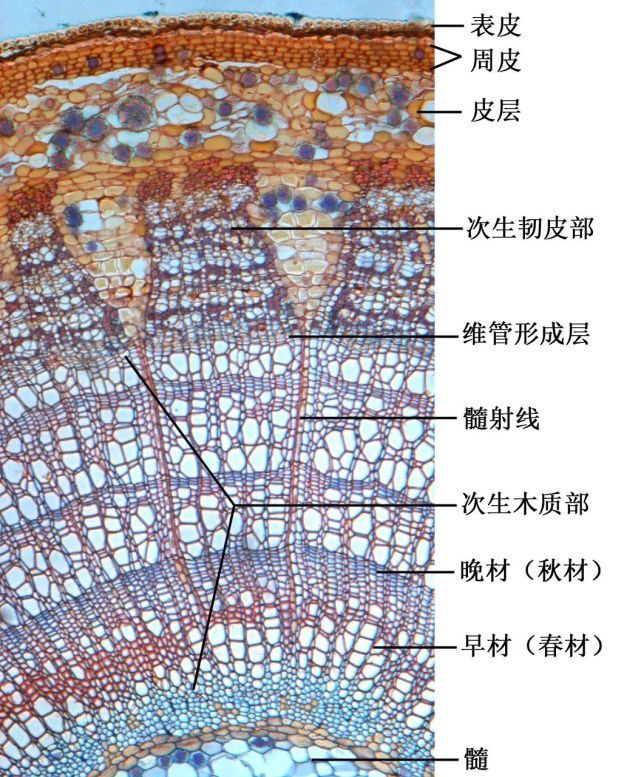 食品生物资源有哪些