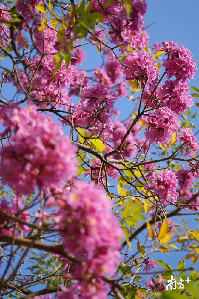 今日立春 二月春风暖花动清远城 腾讯新闻