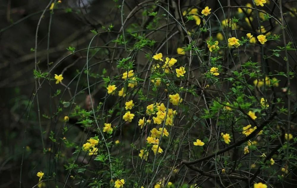 迎春花朝氣蓬勃