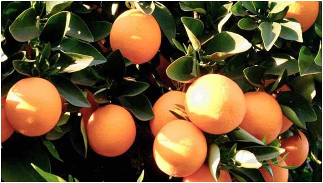 2020年南非柑橘出口量创历史新高 达146亿箱