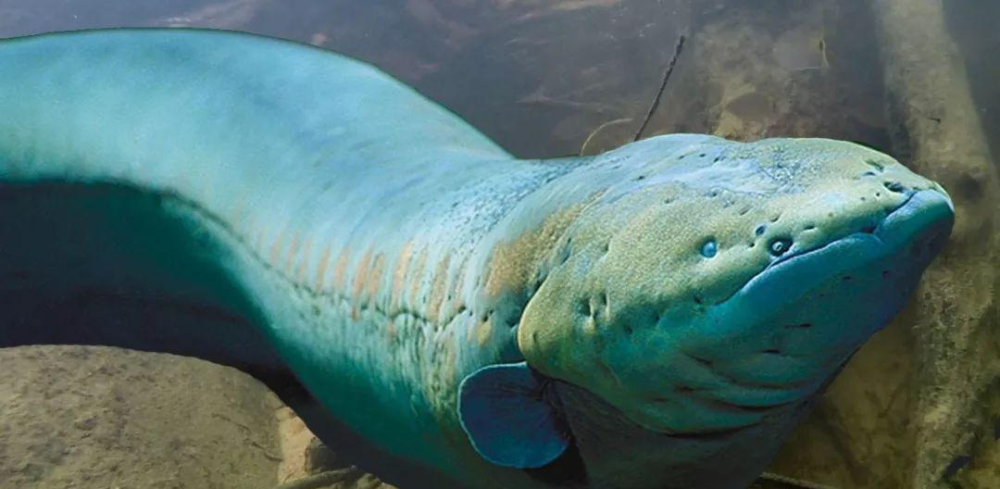 亚马逊河四大致命生物 食人鱼只能排最后 森蚺才是大boss 腾讯新闻