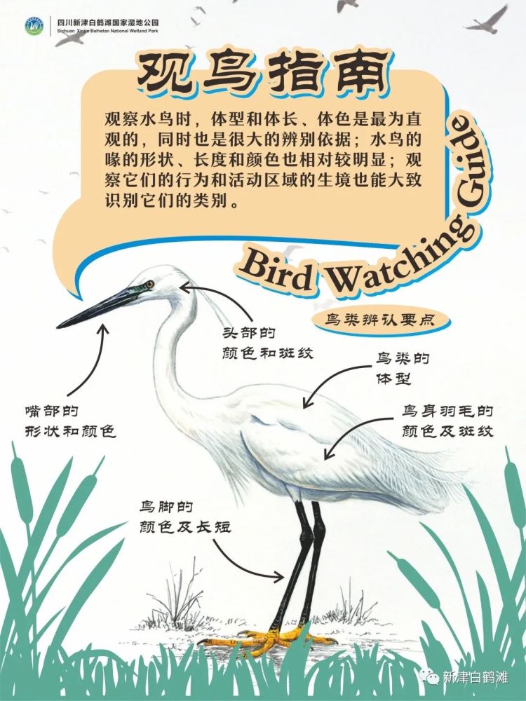 鸟类身体结构图观鸟指南观鸟的工具7-10倍的双筒望远镜和一本实用的