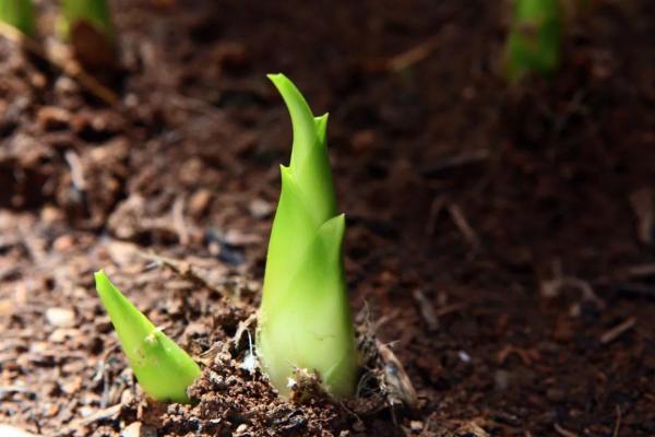 今日立春丨万物复苏草长莺飞