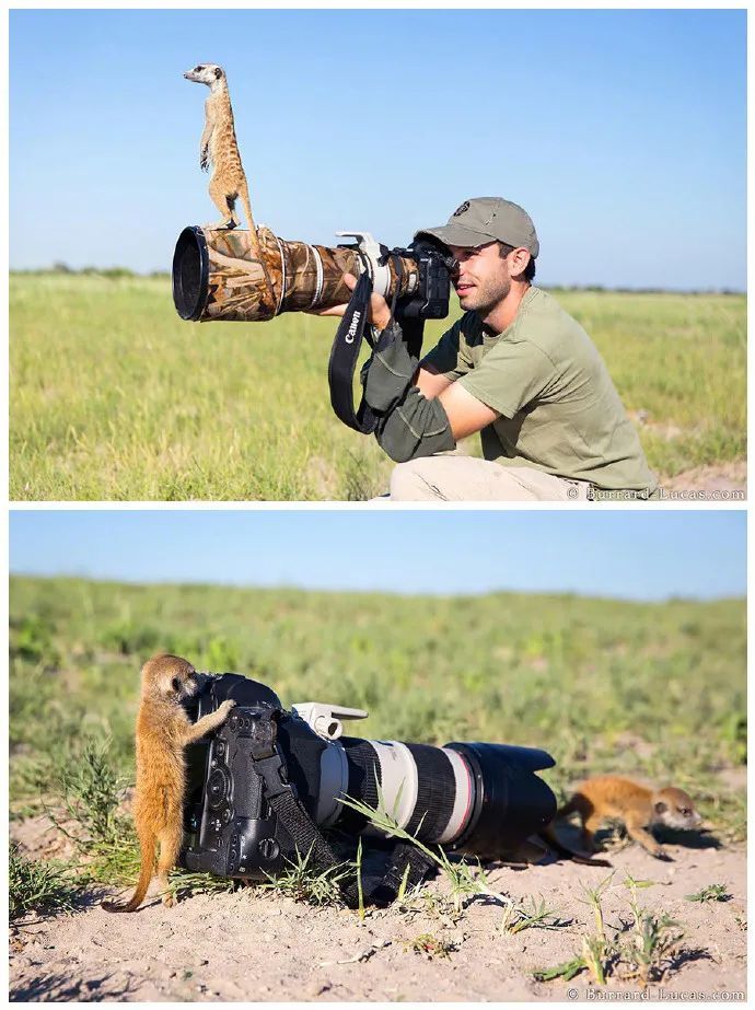 野生动物利用拍照捕获人类的瞬间