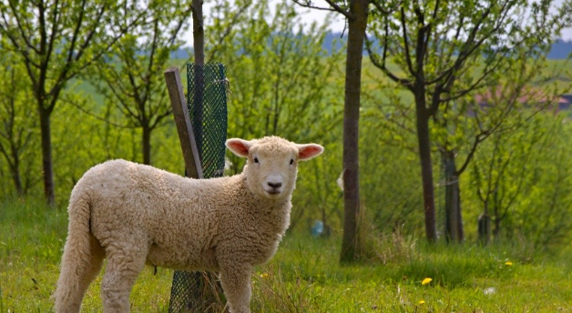 大金羊名字中若带着这个字恭喜您了后半生富的流油请接囍