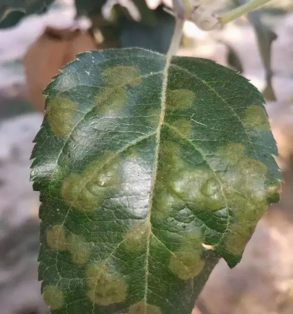苹果黑星病常造成大量落叶,果实开裂,综合防治减少损失_腾讯新闻