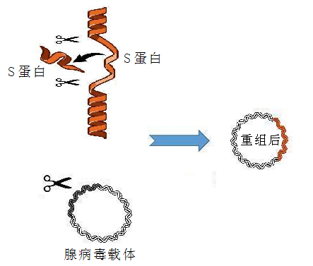 接种新冠疫苗后所产生的抗体与目前医院所检测的新冠抗体有何不同？(图5)