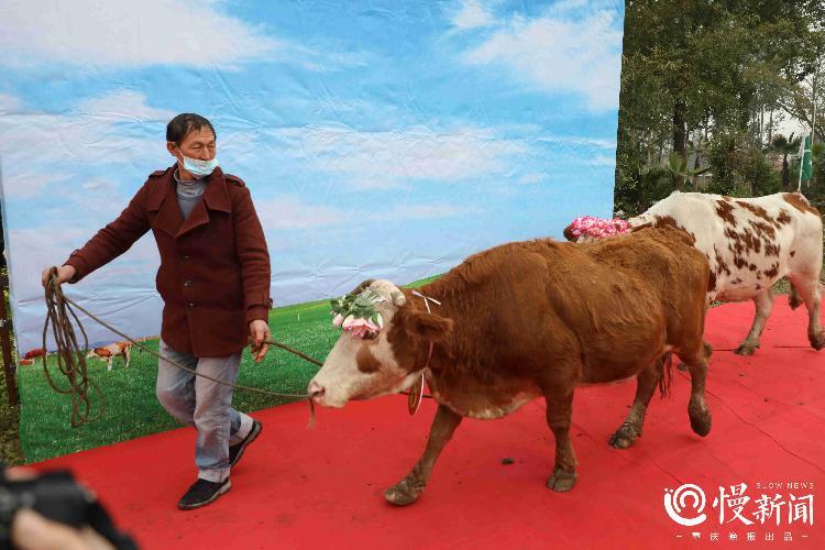 除此之外,春节期间,该景区也有各种活动:2月12日,将开展福牛巡游活动