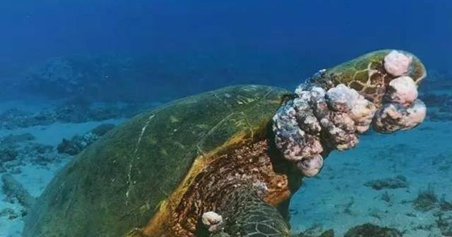 日本福島核輻射產生的汙染有多嚴重